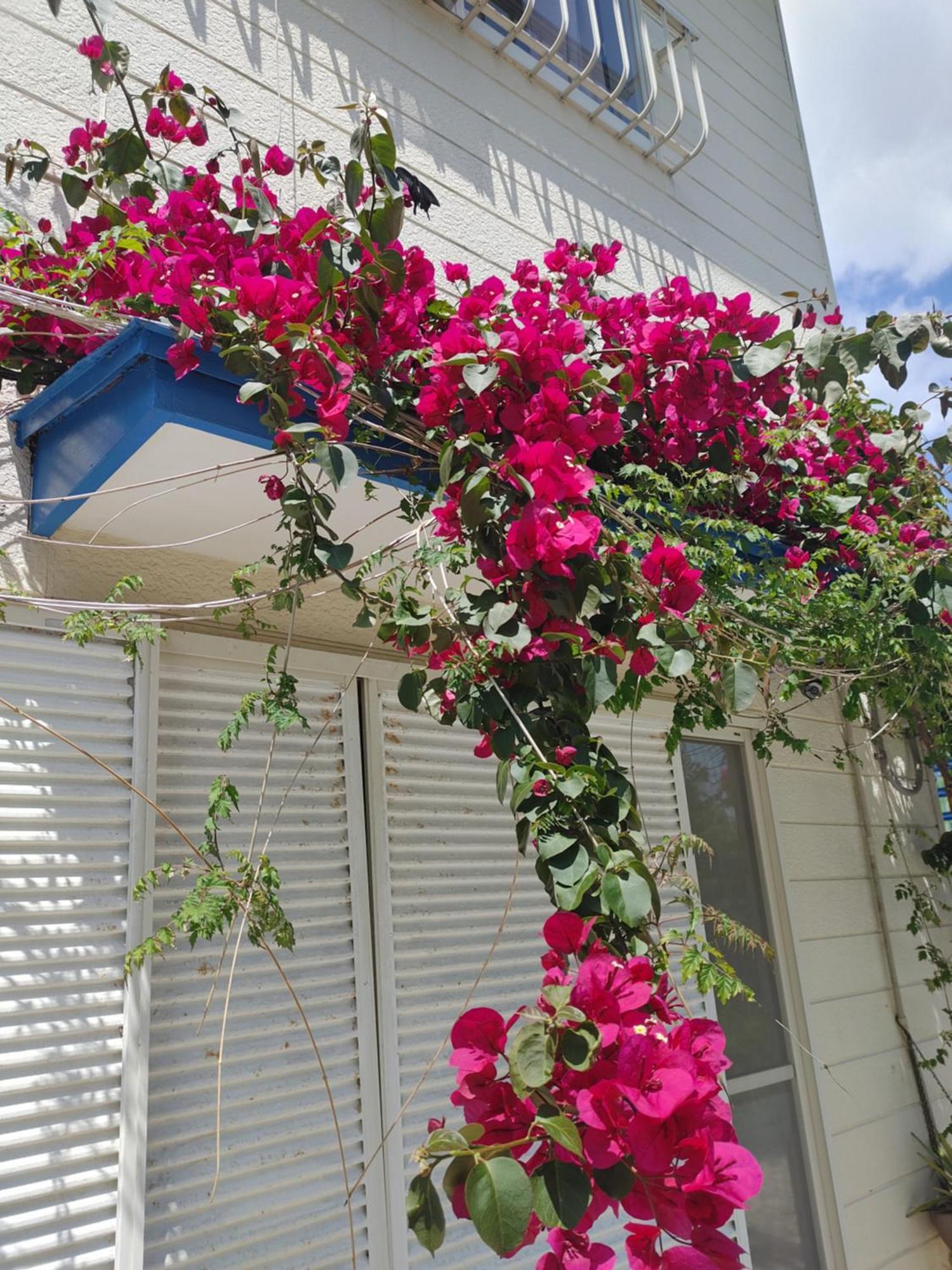 Guest House Churaumi Shimoda (Shizuoka) Exterior foto